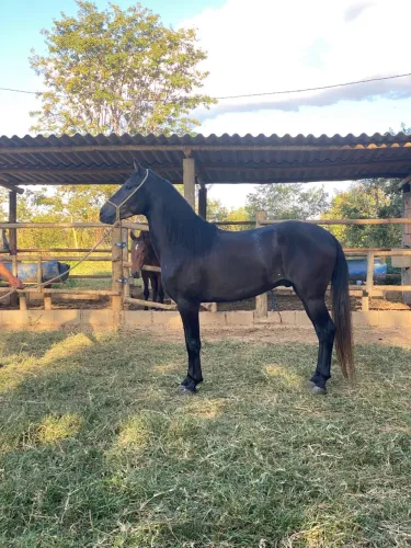 Vendo cavalo mangalarga registrado com grande potencial para provas e reprodução!!!