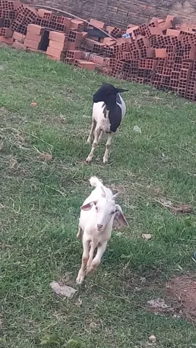 Cabras e bodes