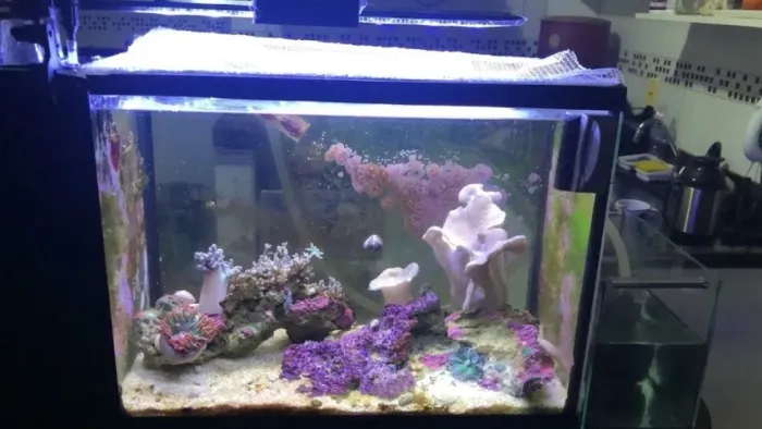 Aquário Marinho / Água Salgada Completo - Com Corais e Decoração