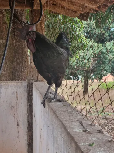 Ayam cemani