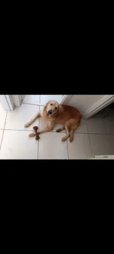 Doação Golden