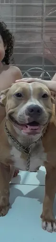 Troca de cachorro (American Buly) por gato - doação