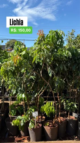 Muda de Lichia 