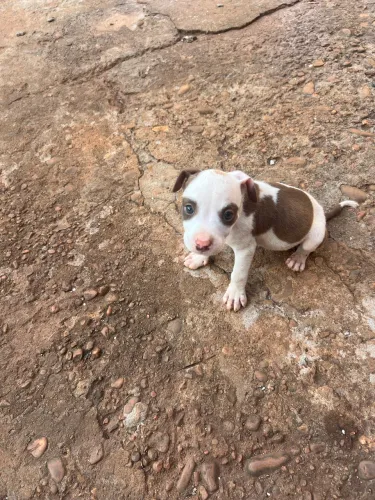 Cachorro