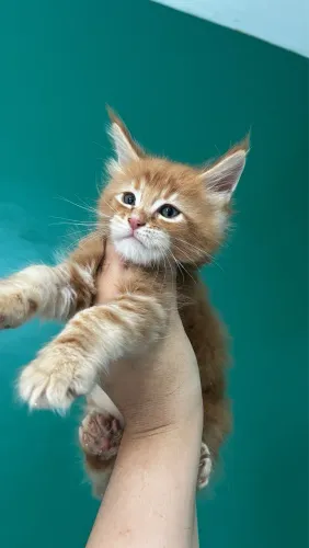 Maine coon red tabby 2 macho 