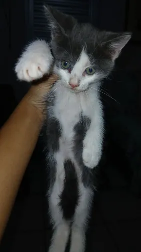 UM GATO (A)