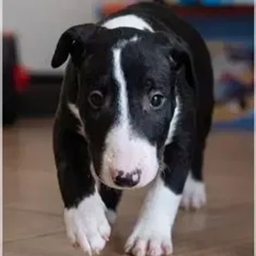 Bull Terrier,Bull Terrier Filhote com Estrutura Firme e Excelente Procedência