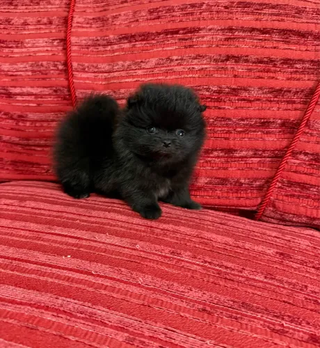 Lulu da Pomerania mini pretinho super miudinho pronta entrega 
