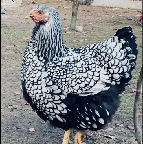 Ovos wiandotte azul/dourado/ prata
