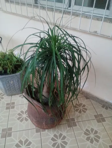 Planta pata de elefante