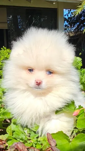Spitz macho branco olho azul.  Alto padrão genético 