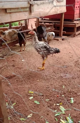 Frango caipira 
