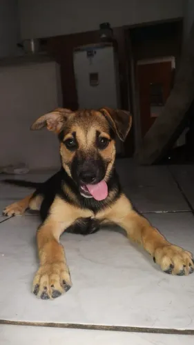 Cachorros para adoção 3 fêmeas carinhosas ?