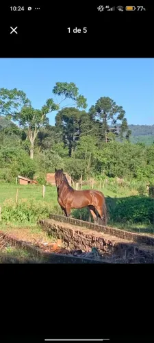 Cavalo