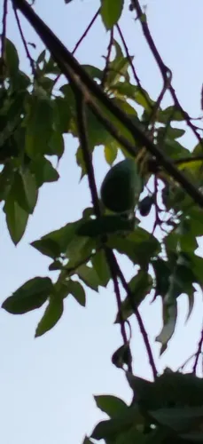 Vendo uma linda chácara ou troco por caminhão