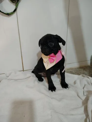 2 Fêmea de Pug Preta