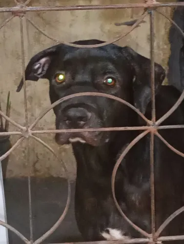 Pitbull misturado com labrador para doação 