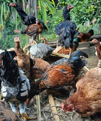Vendo galinhas e frangos jovens