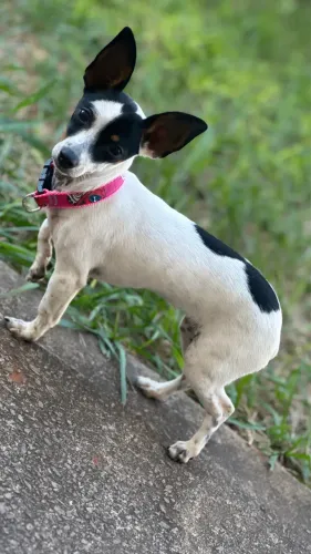 Vende-se Pinsher 0
