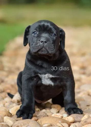Cane corso