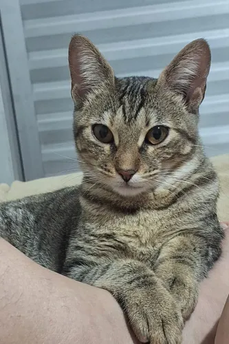 Doação de gato