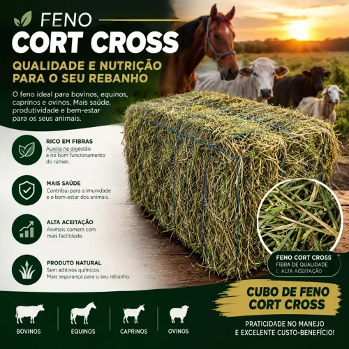 Feno Coast Cross