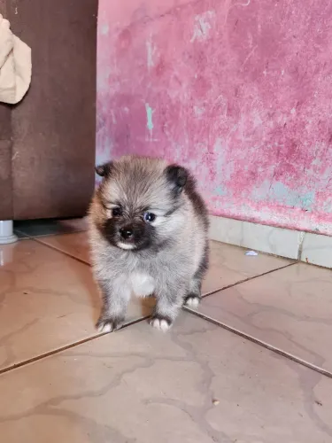 Spitz alemão