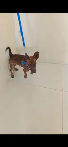 Doa-se esse lindo e fofo cãozinho,