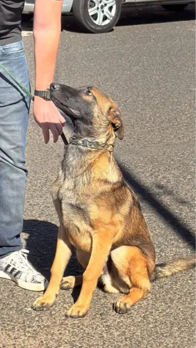 Casal Pastor belga malinois