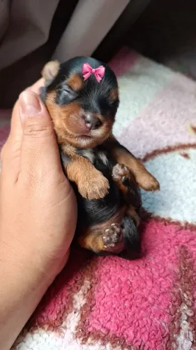 Cachorro