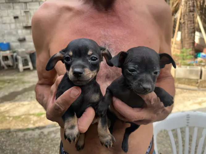 Vendo Pinsher Casal