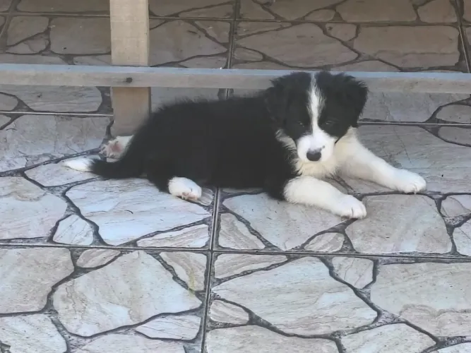 Vendo uma femea de border collei