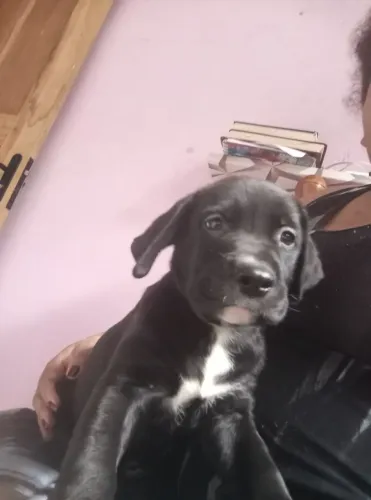 Vende-se filhotes Pitgolden,fêmeas 100$