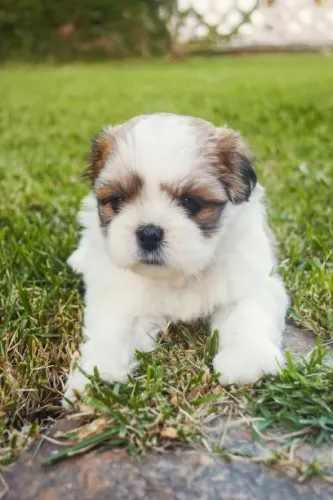 Shih Tzu Bebê Muito Fofo