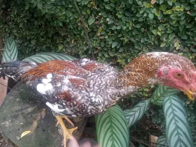 Vendo frango indio carijó 5 meses 