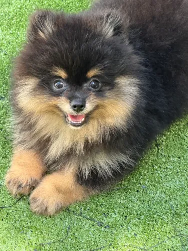 Lulu da Pomerania fêmea