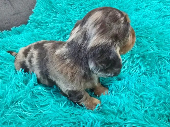 Daschund macho alerquim prata miniatura pelo longo