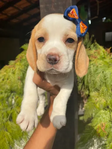 Fêmea Bicolor Linda de Beagle Porte de Apartamento e Amiga