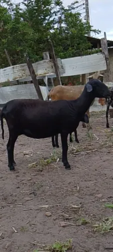 Ovelhas raça santa Inês.