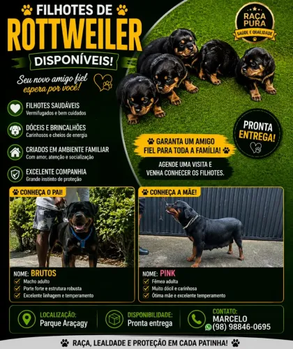 Vendo filhote de Rottweiler 