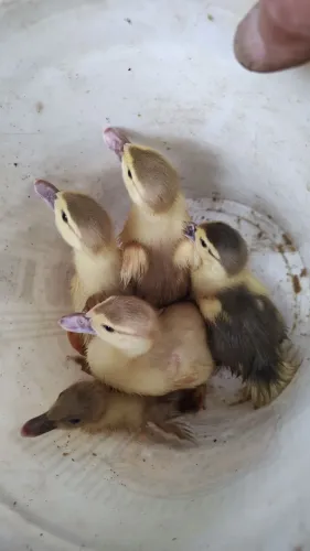 Pato