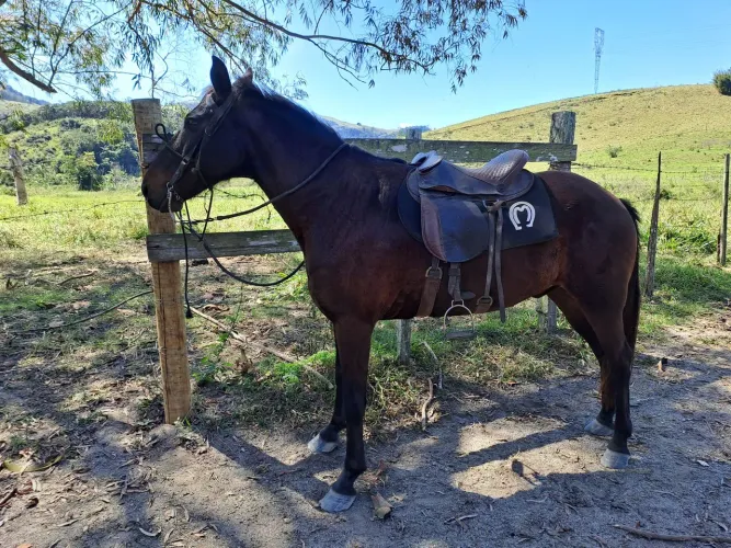 Vendo cavalo marcha picada R$ 3.500,00