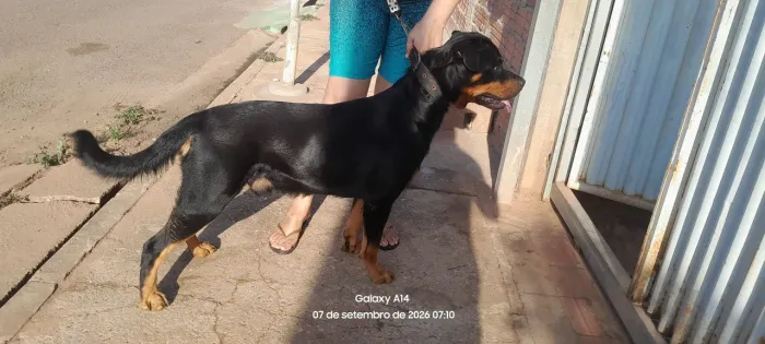 Rotwailler macho disponível para cruzar