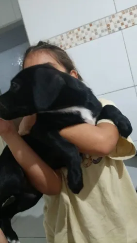 Cachorra fêmea