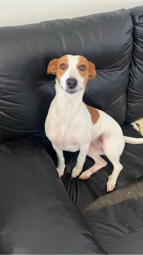 Cachorrinha femea extremamente dócil 