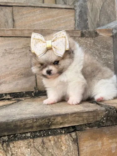 Lulu da Pomerania fêmea 