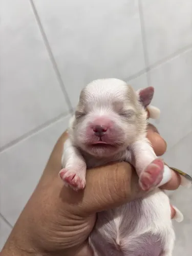 Filhote híbrido de Lulu micro com shih tzu micro
