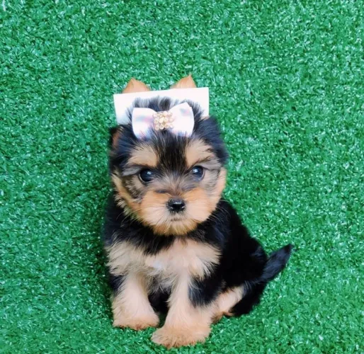 Bebês yorkshire terrier micro com pedigree!