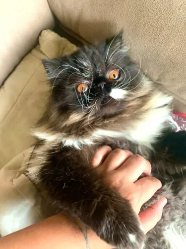 Macho gato persa adulto 