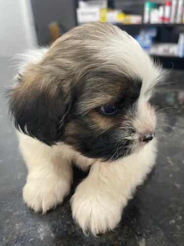 Filhote de Shih Tzu macho 